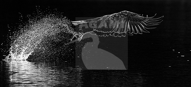 Adult White-tailed Eagle (Haliaeetus albicilla) in flight in a fjord in north Norway. Active hunting for fish. stock-image by Agami/Markus Varesvuo,