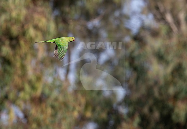 Rose-ringed parakeet (Psittacula krameri) in flight. Aso known as the ring-necked parakeet stock-image by Agami/Markku Rantala,