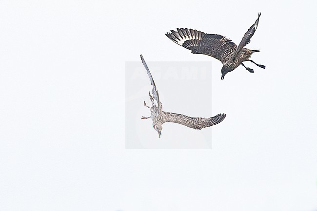  stock-image by Agami/Menno van Duijn,