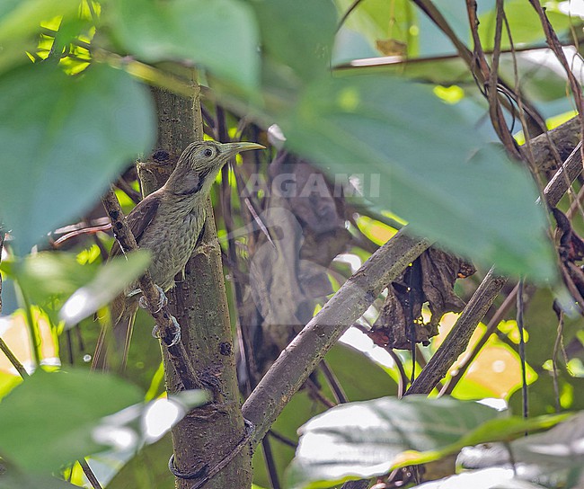 Makira Honeyeater (Meliarchus sclateri) in the Solomon Islands. stock-image by Agami/Pete Morris,