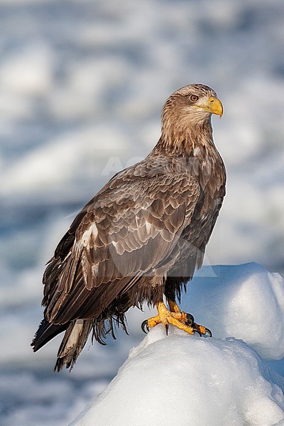 White-tailed Eagle (Haliaeetus albicilla) wintering on the island Hokkaido in northern Japan. Adult resting on drift ice off the coast. stock-image by Agami/Marc Guyt,