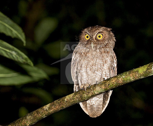 Vermiculated screech owl (Megascops (guatemalae) vermiculatus) perched on a mossy branch in rain forest of Costa Rica. A full species or a subspecies of Middle American screech owl (Megascops guatemalae). stock-image by Agami/Pete Morris,