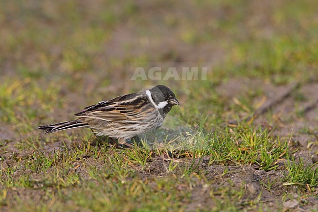 Male Reed Bunting; Mannetje Rietgors stock-image by Agami/Arie Ouwerkerk,