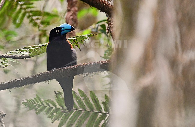 The Helmet Vanga is an iconic and endemic bird of Madagascar. A rare and hard to see bird in the rain forests. On top of every birder's most wanted list. This bird joined a mixed vanga species flock and disappeared within a few minutes. stock-image by Agami/Eduard Sangster,