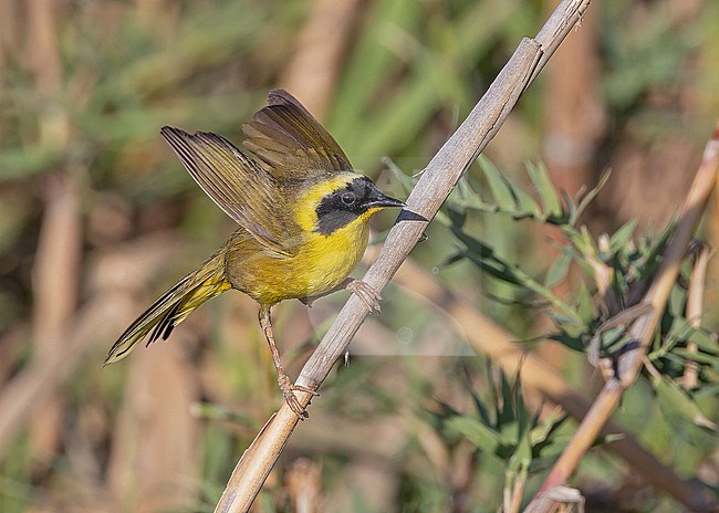 Male Belding's Yellowthroat (Geothlypis beldingi), endemic to southern Baja California in Mexico and drastically affected by habitat loss. stock-image by Agami/Pete Morris,