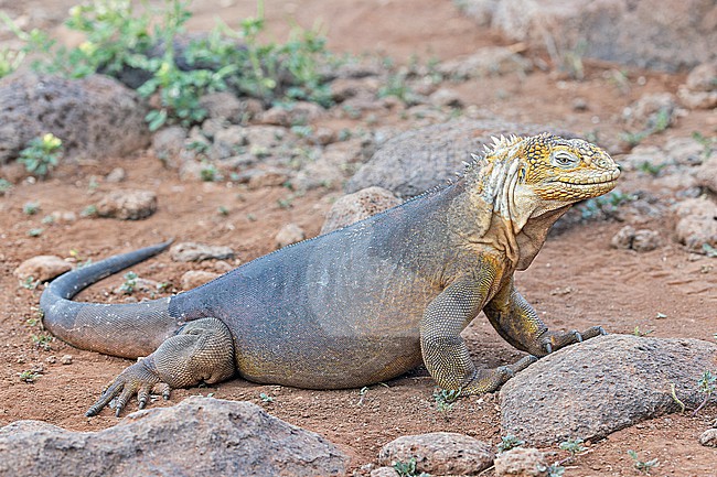 Galápagos land iguana (Conolophus subcristatus) on the Galapagos Islands, part of the Republic of Ecuador. stock-image by Agami/Pete Morris,