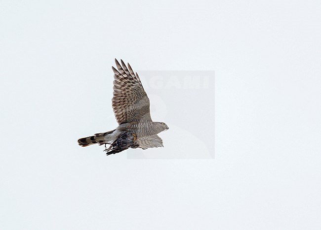 Adult Eurasian Sparrowhawk (Accipiter nisus) with a Starling as a prey in its claws flying in light blue sky towards its nest stock-image by Agami/Ran Schols,