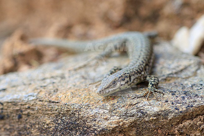 Catalonian Wall Lizard (Podarcis liolepis cebennensis) taken the 24/05/2022 at Cevennes - France. stock-image by Agami/Nicolas Bastide,
