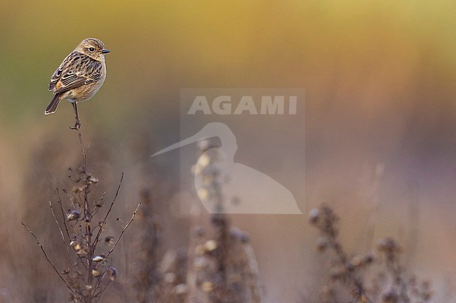 European Stonechat (Saxicola rubicola) in Italy. stock-image by Agami/Daniele Occhiato,
