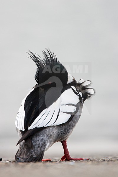 Mannetje Middelste Zaagbek; Male Red-breasted Merganser stock-image by Agami/Menno van Duijn,
