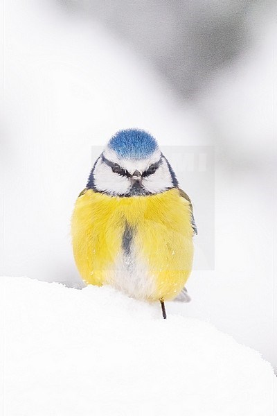 Blue Tit, Cyanistes caeruleus; in the snow. White world. stock-image by Agami/Hans Germeraad,