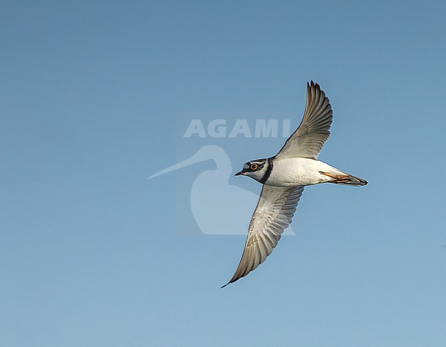 Little Ringed Plover (Charadrius dubius) at wetland near Wommels, Friesland, Netherlands. stock-image by Agami/Marc Guyt,
