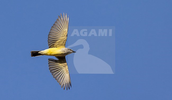 Western kingbird (Tyrannus verticalis) during spring mirgation in western USA. stock-image by Agami/Ian Davies,