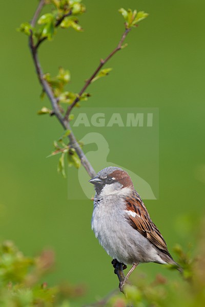Mannetje Huismus; Male House Sparrow stock-image by Agami/Arnold Meijer,