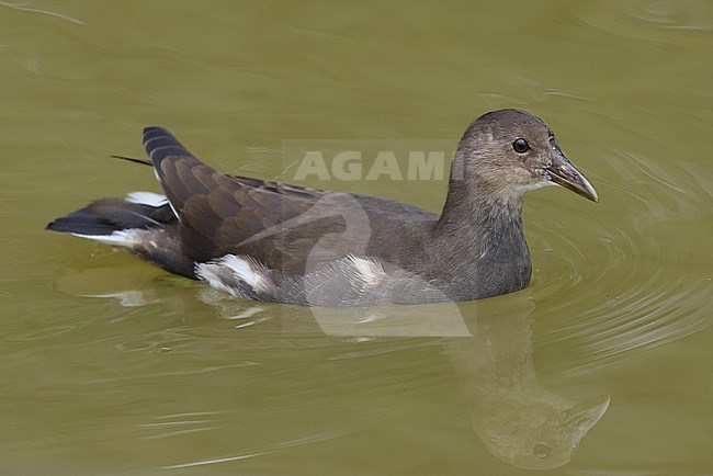 Juvenile or first calendar year swimming Common Moorhen (Gallinula chloropus) with a nice reflection in the water stock-image by Agami/Mathias Putze,