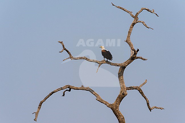 An African fish eagle, Haliaeetus vocifer, perching in a dead tree. Chobe National Park, Botswana. stock-image by Agami/Sergio Pitamitz,