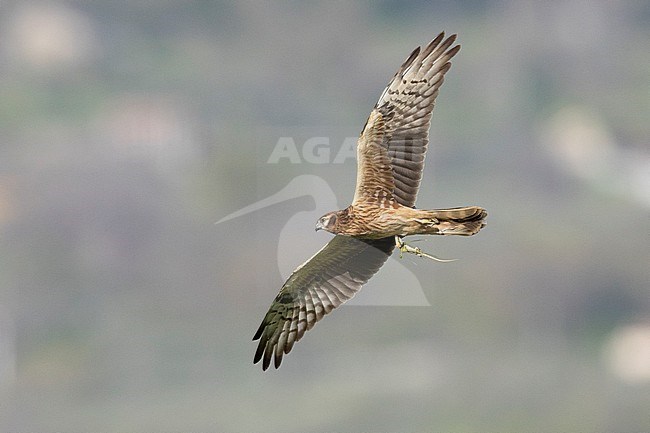 Montagu's Harrier (Circus pygargus), adult female in flight seen from below, Campania, Italy stock-image by Agami/Saverio Gatto,