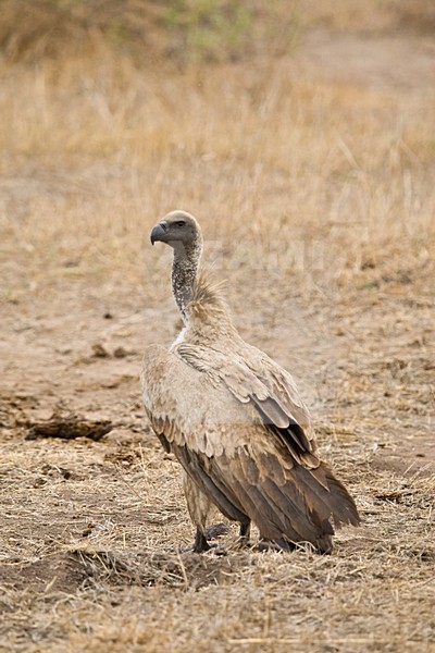 Witruggier, African White-backed Vulture, Gyps africanus stock-image by Agami/Marc Guyt,