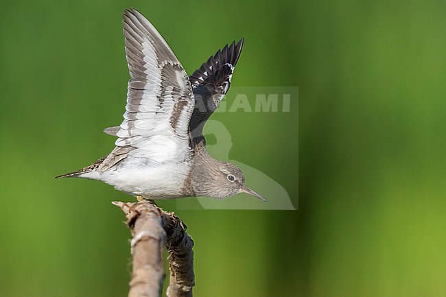Common Sandpiper (Actitis hypoleucos), side view of an adult stratching its wings, Campania, Italy stock-image by Agami/Saverio Gatto,