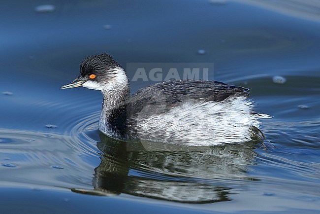 Black-necked Grebe (Podiceps nigricollis) during late autumn at Hyères in France. stock-image by Agami/Aurélien Audevard,