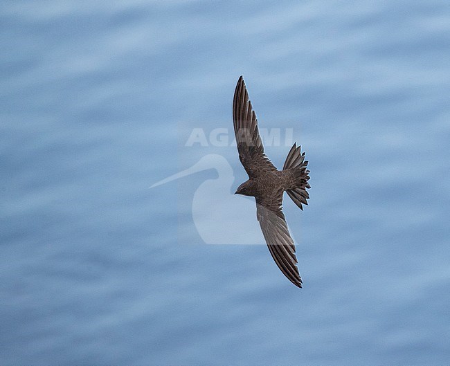 Alpine Swift (Apus melba) in flight in Spain. Seen from above. stock-image by Agami/Marc Guyt,