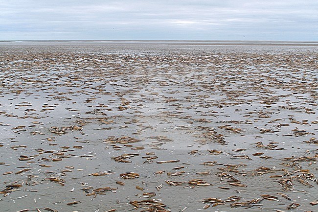 Atlantic jackknife clams (Ensis directus) in the German Wadden Sea, exposed during low tide. stock-image by Agami/Ralph Martin,