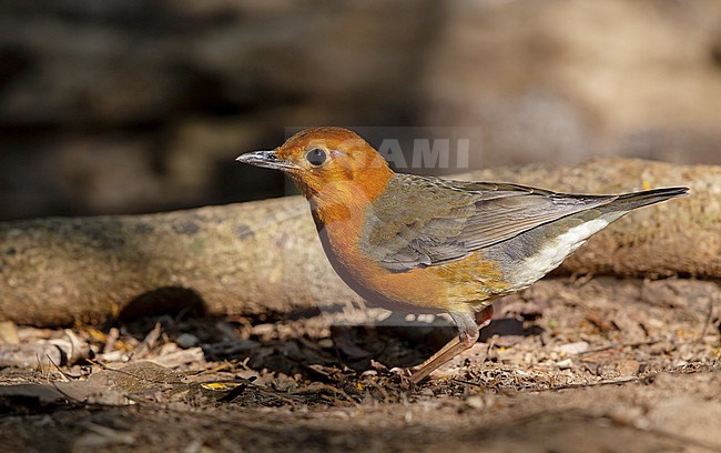 Orange-headed Thrush (Geokichla citrina) in Khao Yai National Park, Thailand stock-image by Agami/Helge Sorensen,