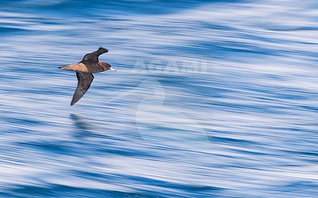 Flesh-footed shearwater (Ardenna carneipes) at sea north of New Zealand. stock-image by Agami/Marc Guyt,