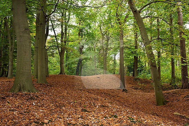 Autumn forest at De Horsten Royal Estates stock-image by Agami/Marc Guyt,