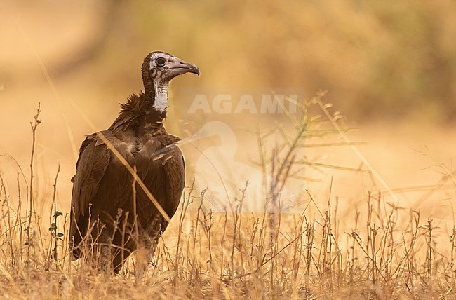 Hooded Vulture (Necrosyrtes monachus) subadult in Senegal stock-image by Agami/Eduard Sangster,