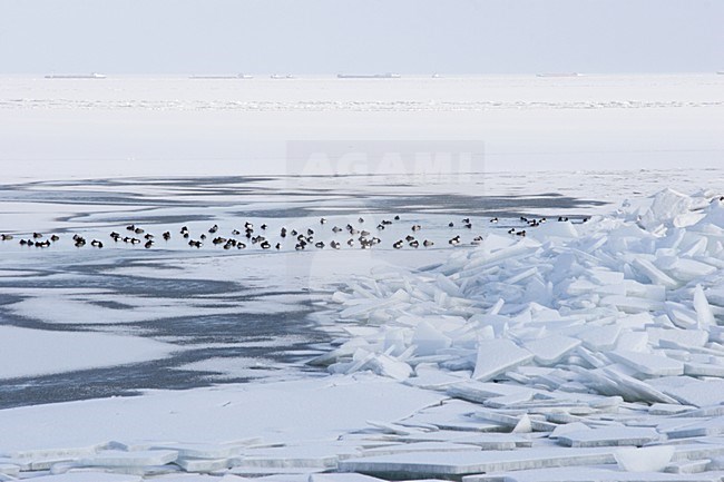 Kuifeenden in een wak; Tufted Ducks cloesed in by ice stock-image by Agami/Karel Mauer,