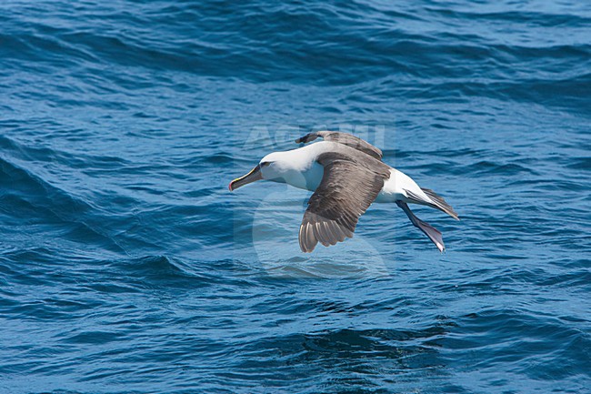 Vliegende Atlantische Geelsnavelalbatros, Atlantic Yellow-nosed Albatross in flight stock-image by Agami/Wil Leurs,