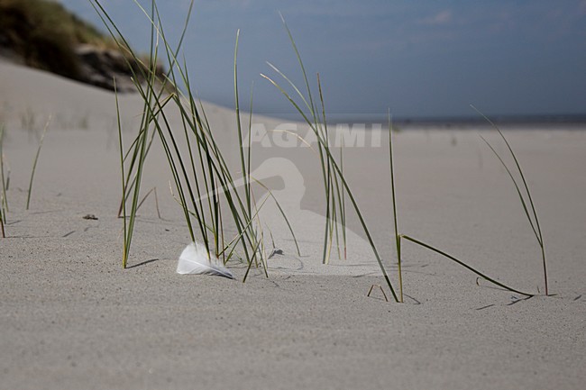 Duinen van Ameland, Dunes from Holland (Ameland) stock-image by Agami/Theo Douma,