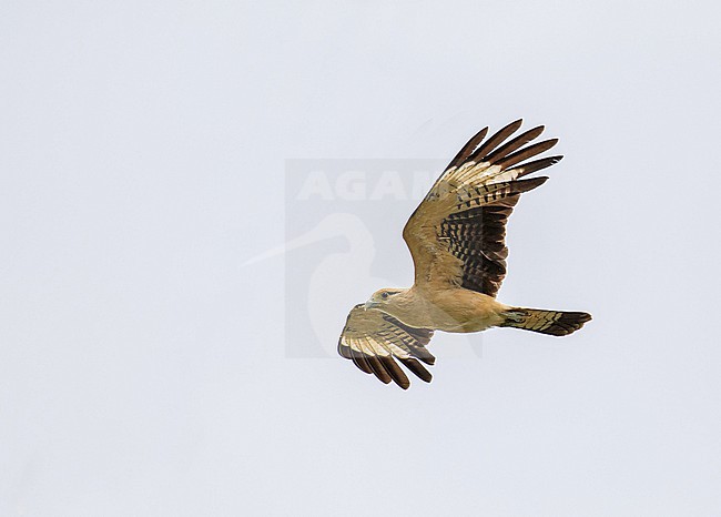 Yellow-headed Caracara, Milvago chimachima, on Trinidad. stock-image by Agami/Pete Morris,