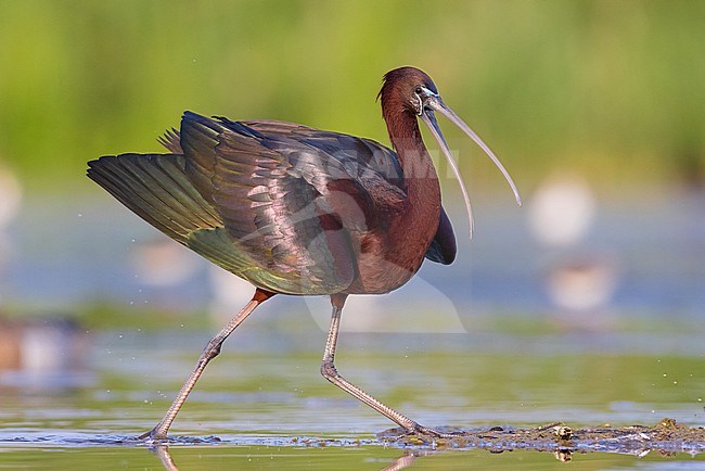 Glossy Ibis (Plegadis falcinellus), side view of an adult walking in a marsh, Campania, Italy stock-image by Agami/Saverio Gatto,