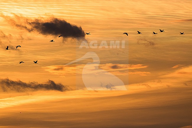 Common Cranes flying in sunset stock-image by Agami/Oscar Díez,