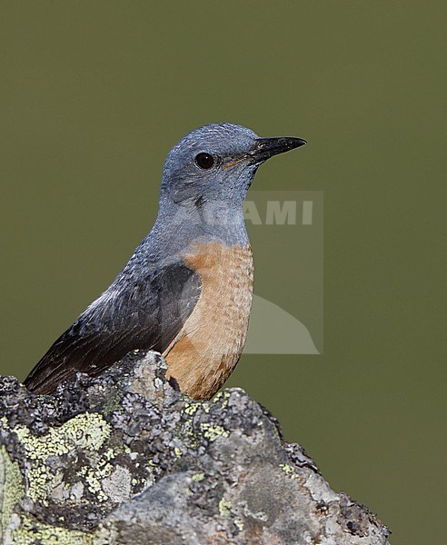 Adult male Common Rock Thrush (Monticola saxatilis) perched on a rock at the Cantabrian Mountains, Castillia y Leon, Spain stock-image by Agami/Helge Sorensen,