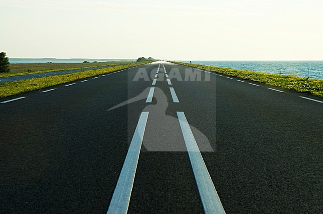 Oostvaardersdijk, Flevopolder, Nederland / Netherlands stock-image by Agami/Marc Guyt,