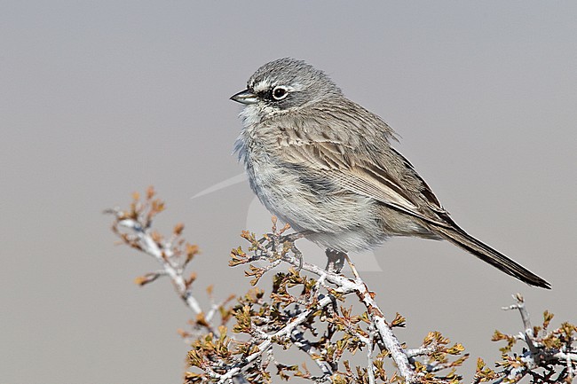 Adult 
Mono Co., CA 
March 2010 stock-image by Agami/Brian E Small,