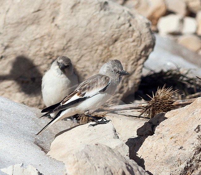 White-winged Snowfinch - Schneesperling - Montifringilla nivalis ssp. leucura, adult, Turkey stock-image by Agami/Ralph Martin,