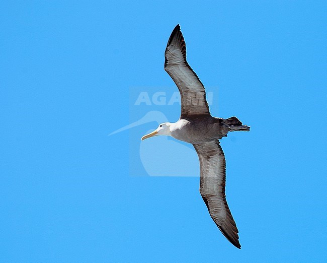 Waved Abatross (Phoebastria irrorata) adult in flight over Española Island stock-image by Agami/Roy de Haas,