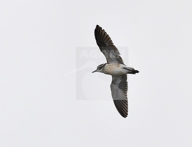 Saint Helena plover (Charadrius sanctaehelenae) in flight, an island endemic from Saint Helena in the mid-Atlantic ocean stock-image by Agami/Laurens Steijn,