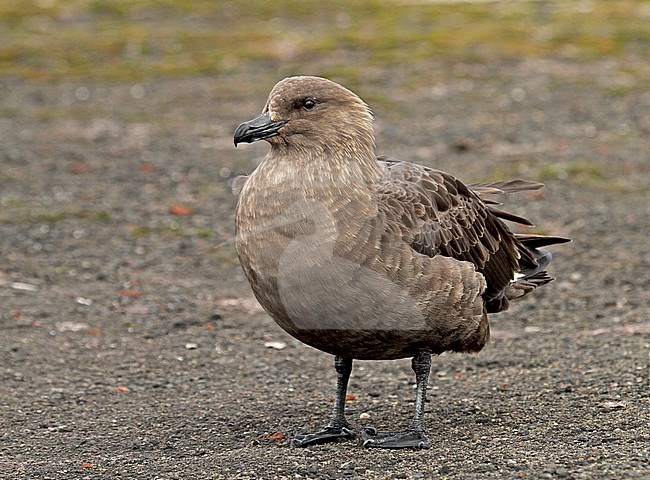 Adult South Polar Skua (Stercorarius maccormicki) on Antarctica. stock-image by Agami/Pete Morris,