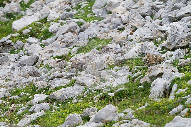 Rock Ptarmigan - Alpenschneehuhn - Lagopus muta ssp. helvetica, Germany, three adult birds stock-image by Agami/Ralph Martin,