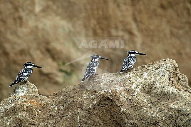 Bonte IJsvogels zittend op rots, Pied Kingfishers perched on rock stock-image by Agami/Roy de Haas,