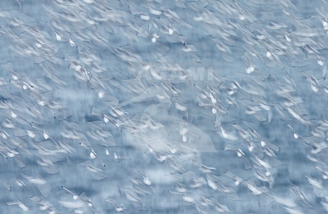 Drieteenmeeuwen in vlucht, Black-legged Kitiwakes in flight stock-image by Agami/Markus Varesvuo,
