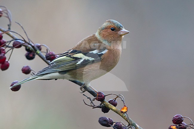 Vink; Chaffinch stock-image by Agami/Daniele Occhiato,