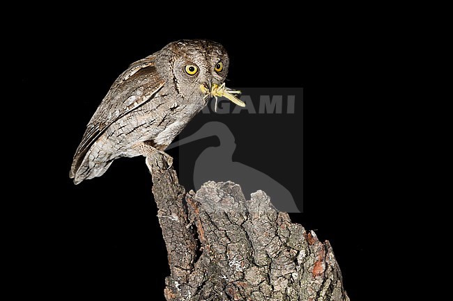 Eurasian Scops Owl (Otus scops) perched with a prey. stock-image by Agami/Alain Ghignone,