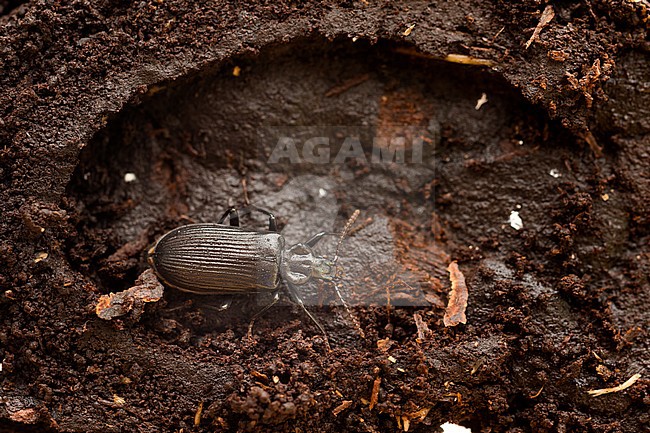 Pytho kolwensis, Finnland, imago stock-image by Agami/Ralph Martin,