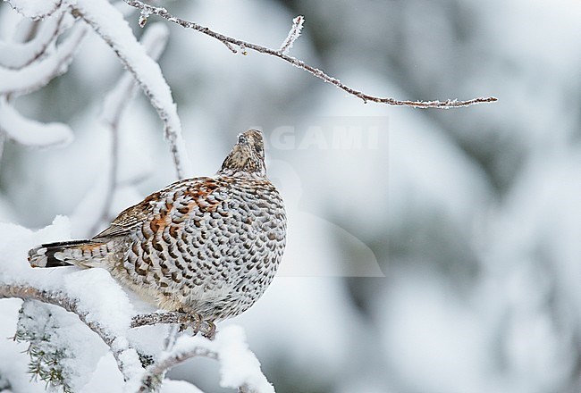 Hazelhoen foeragerend in de sneeuw, Hazel Grouse foraging in the snow stock-image by Agami/Markus Varesvuo,